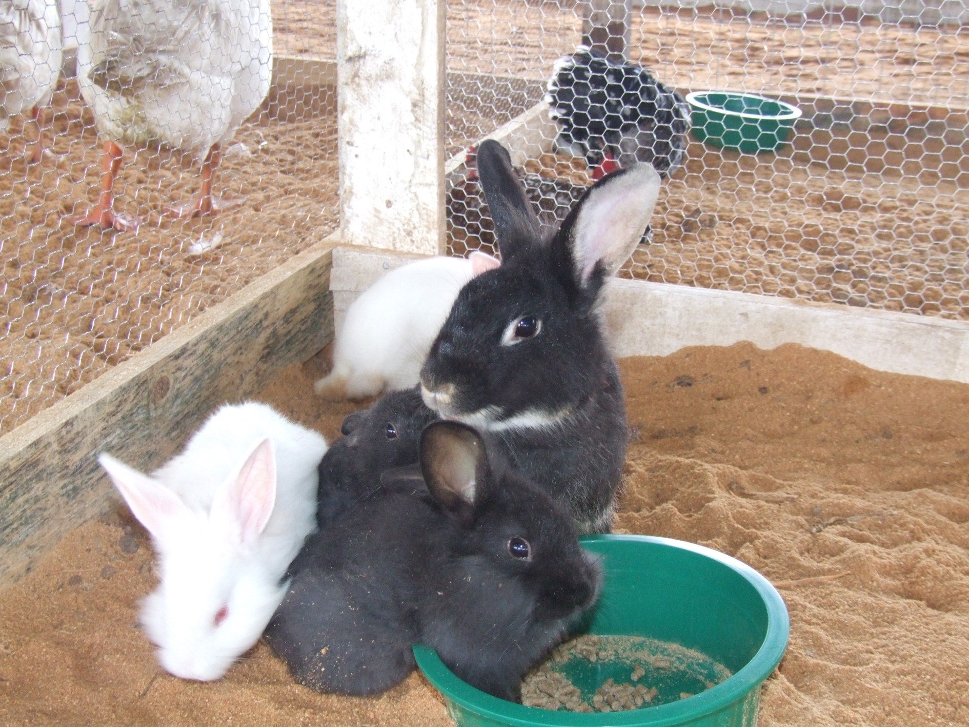 Expocande 2024 terá maior exposição de animais da sua história.