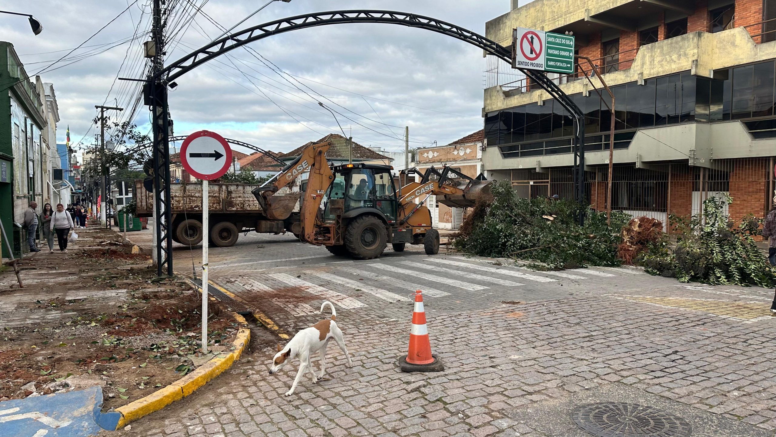 Entenda o porquê da retirada das árvores na Andrade Neves.